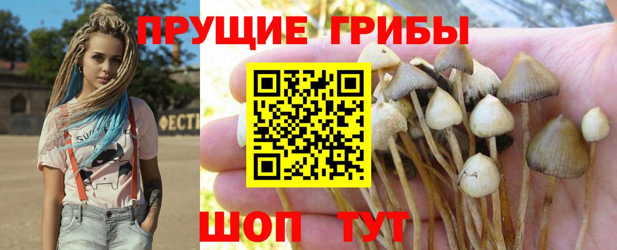 Псилоцибиновые грибы мицелий  Вход с VPN  Славянск-на-Кубани  Псилоцибиновые грибы Psilocybine cubensis 